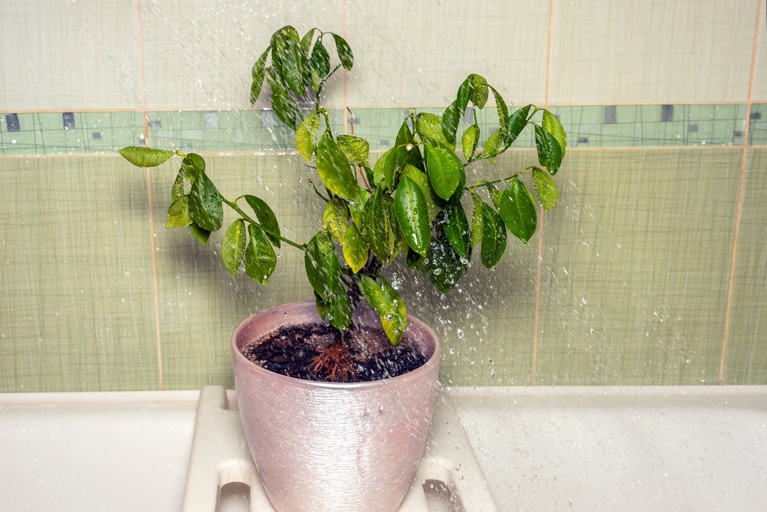 1. If you think your plant may be overwatered, the best thing to do is to stop watering it and let the soil dry out.
