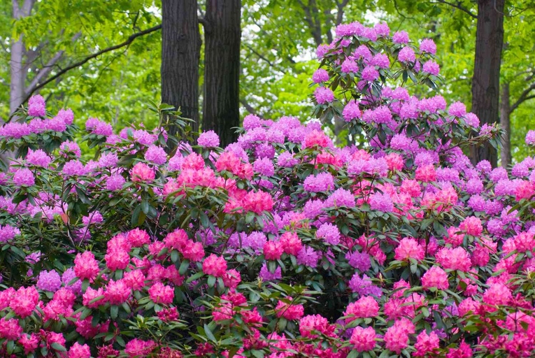 1. If you want to prevent blackening of Rhododendron leaves, make sure to keep the leaves dry and avoid getting them wet.