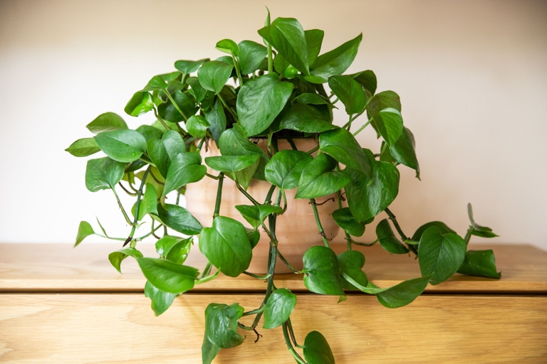 1. If your pothos is looking leggy, try one of these six solutions to help it fuller.