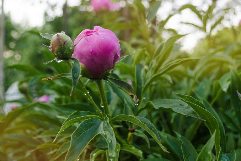 1. Peony leaves can curl due to temperature stress, which can be caused by both too much heat and too much cold.