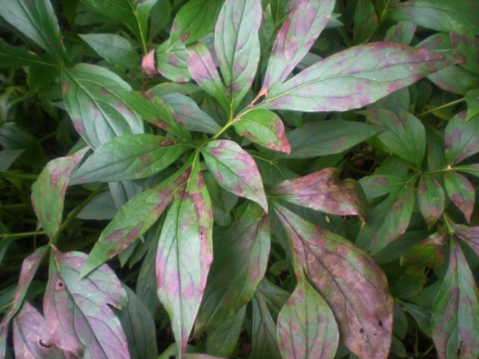 1. Peony leaves can curl for a variety of reasons, but water quality is one of the most common.