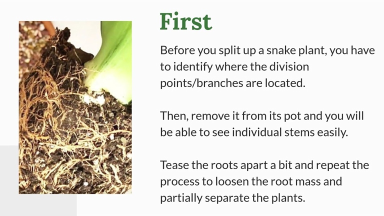 1. To remove damaged root tissue, first identify the affected roots and then carefully cut them away with a sharp knife.
