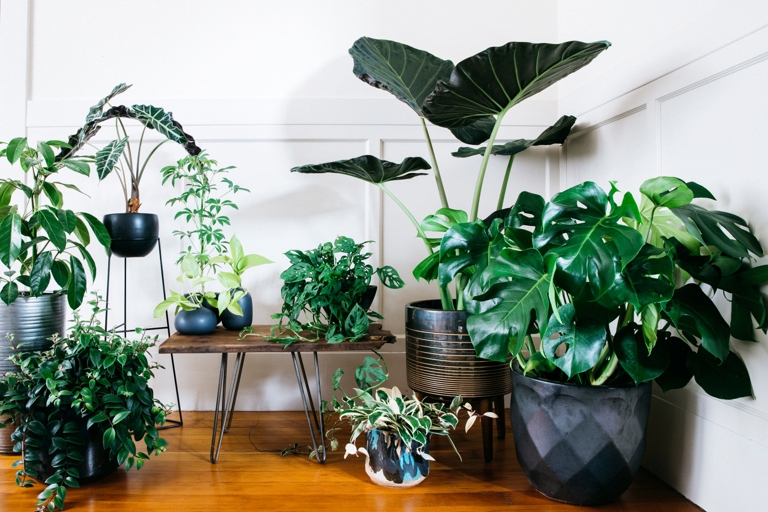 17 Exotic Indoor Plants: Bring Adventure to Your Home

Adding an exotic indoor plant to your home is a great way to bring some adventure into your life.