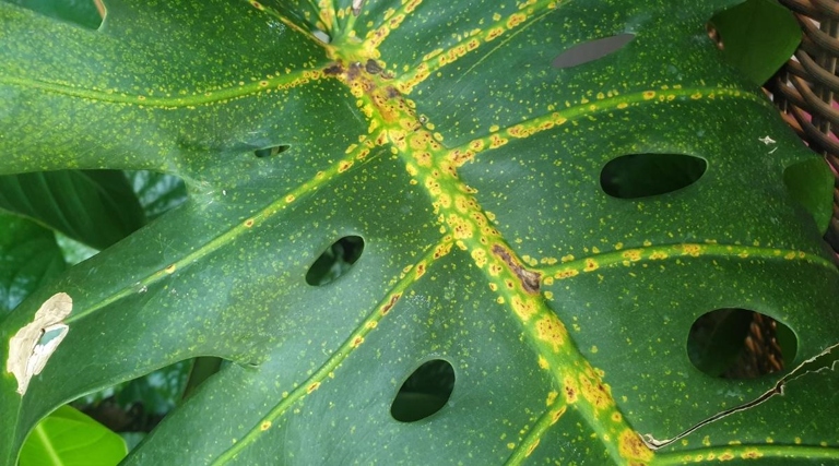4. Anthracnose Disease On Monstera Leaves:

If your Monstera leaves have yellow spots, it could be a sign of anthracnose disease.