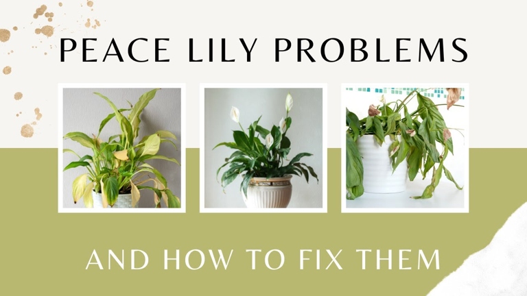 4. The peace lily is not flowering because it is not in the right stage of its life cycle. The peace lily is a beautiful plant that is native to Asia. 2. The peace lily is not flowering because of stress. The peace lily is not flowering because it is not in its natural habitat. The peace lily is not flowering because it is not receiving the proper care. 3. 1. 5.