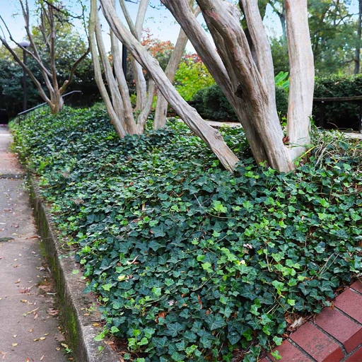 7- English Ivy; This fast-growing, evergreen vine is perfect for covering bare walls and adding green to any indoor space.