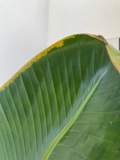 8- Sunburn is a common cause of Bird of Paradise yellow leaves.