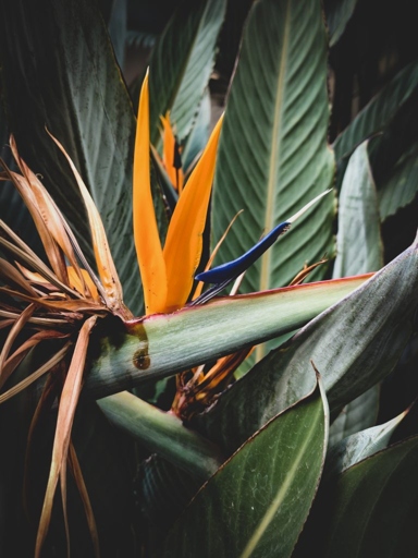 A Bird of Paradise can tolerate cold temperatures as long as it is not exposed to frost or freezing temperatures.