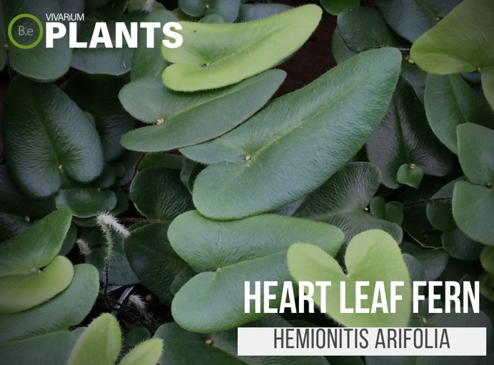 A heart fern has heart-shaped leaves and thrives in shady, humid conditions.