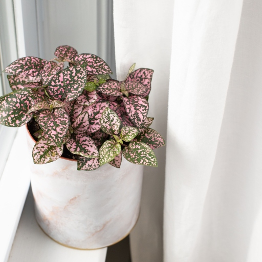 A leggy polka dot plant is one that has long, thin stems with small leaves.