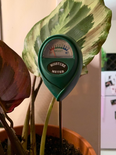 A moisture meter is a great way to help you water your pothos plant.