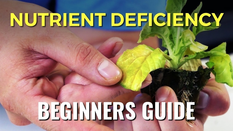 A nutrient deficiency is when a plant does not have enough of the essential nutrients it needs to survive.