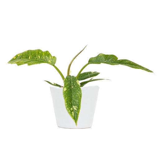 A Philodendron Ring of Fire is a beautiful plant that is easy to care for and is perfect for any home.