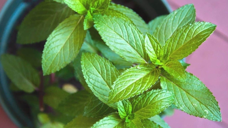 A possible reason your mint is dying is due to a pest infestation.
