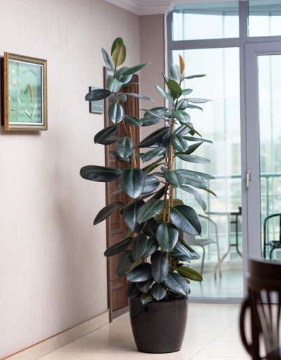 A rubber plant can range in size from 6 inches to 6 feet.