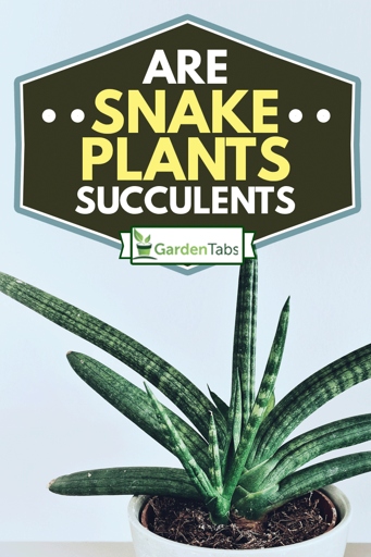 A snake plant is a succulent, so it does not need a lot of humidity.