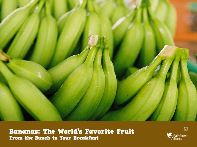 A string of bananas is a tropical plant that originates from the rainforests of South America.