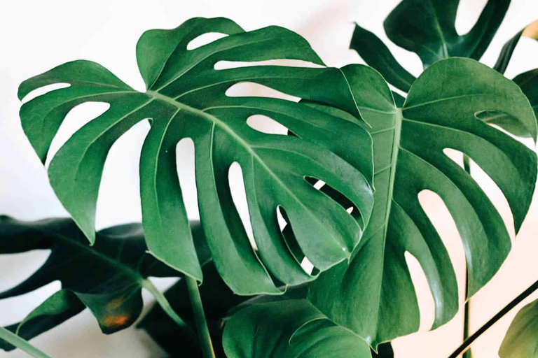 A: The size of a monstera's leaves is determined by the amount of light it receives - the more light, the bigger the leaves.
