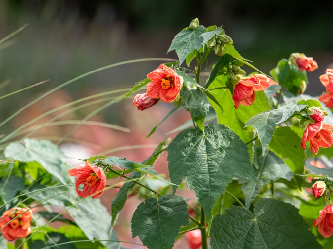 Abutilon plants need sulfur to stay healthy and produce green leaves.