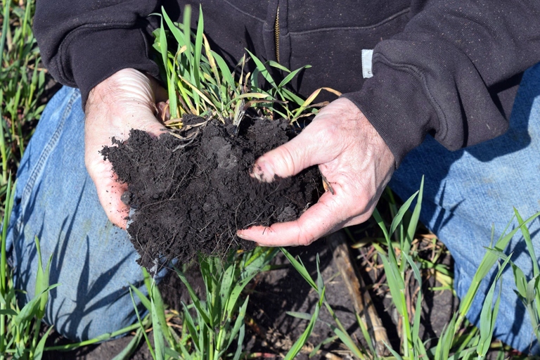 Adding organic materials to the soil can help improve plant growth and health.