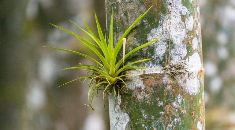 Aerial roots are commonly seen in epiphytic plants, which grow naturally in humid environments on other plants or trees.