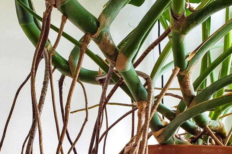 Aerial roots are often seen as a problem to be dealt with, but they can actually be quite beautiful.