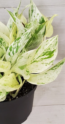 Aerial roots are one of the most distinguishing features of the Snow Queen Pothos.