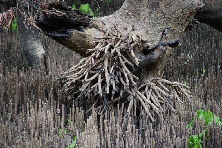 Aerial roots are used to support the plant and absorb water and nutrients.