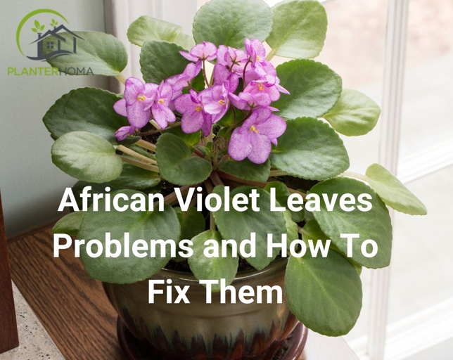 African Violet Bacterial Leaf Blight is a common problem for African Violet growers.