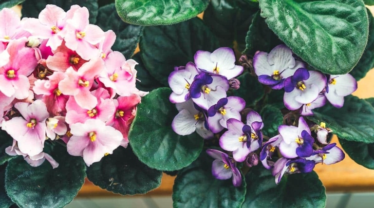 African violets typically grow to be six inches tall, but if your plant is stunted, it may only reach three or four inches.