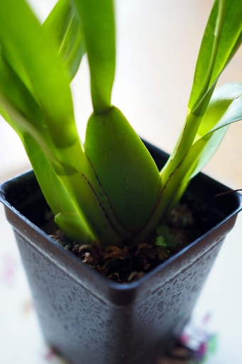 After making a purchase of a black orchid, it is important to pot the plant in well-draining soil and place it in an area with bright, indirect light.