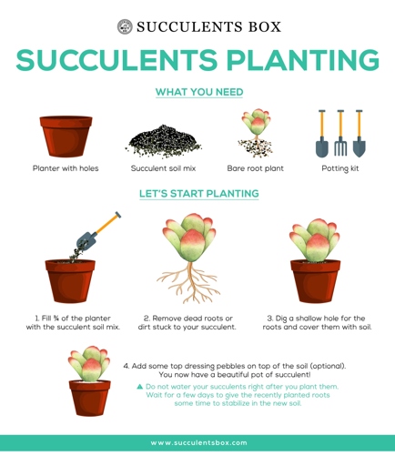 After purchasing a succulent plant, it is important to pot the plant in well-draining soil and to place it in a location with bright, indirect light.