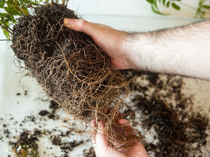 After the plant has been taken out of the pot, gently loosen the roots to remove any old potting soil.