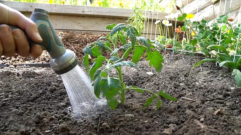 After transplantation, you must water your plants regularly and keep the soil moist, but not soggy.