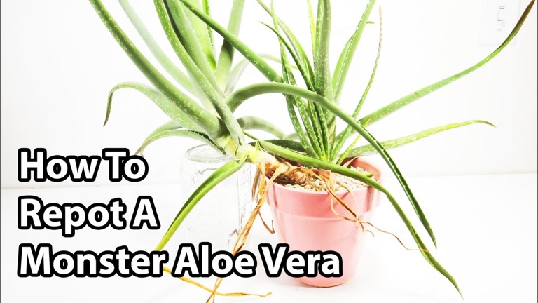 After you have trimmed your aloe plant, you will need to replant or repot it.
