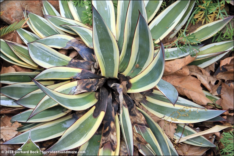 Agave plants are susceptible to root rot, which can cause the leaves to turn yellow.