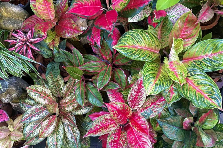 Aglaonema and Dieffenbachia are both easy to care for houseplants that thrive in low light conditions.