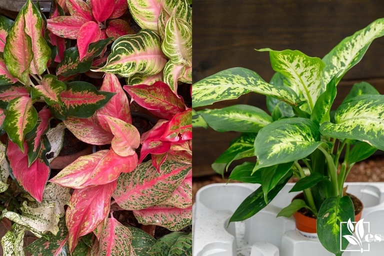 Aglaonema and Dieffenbachia plants are often confused because of their similar height and structure.