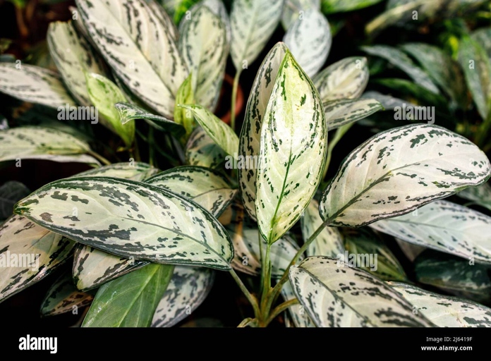Aglaonema commutatum is a species of flowering plant in the arum family, Araceae.
