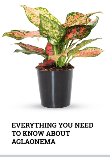 Aglaonema Modestum is a popular houseplant that is known for its easy care.