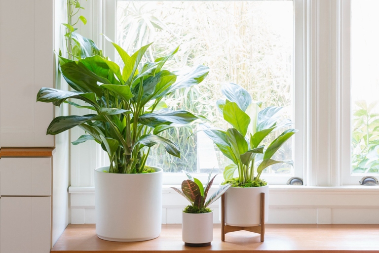 Aglaonema plants are popular for their low maintenance and ability to thrive in a variety of indoor environments.