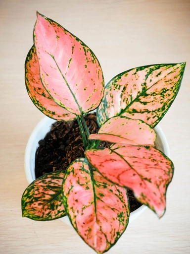 Aglaonema Rotundum is a popular Aglaonema variety that is known for its round leaves.