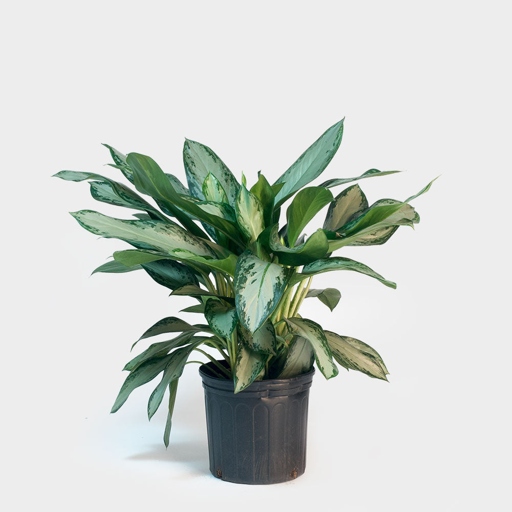 Aglaonema Silver Curly is a popular Aglaonema variety that is known for its curly leaves.
