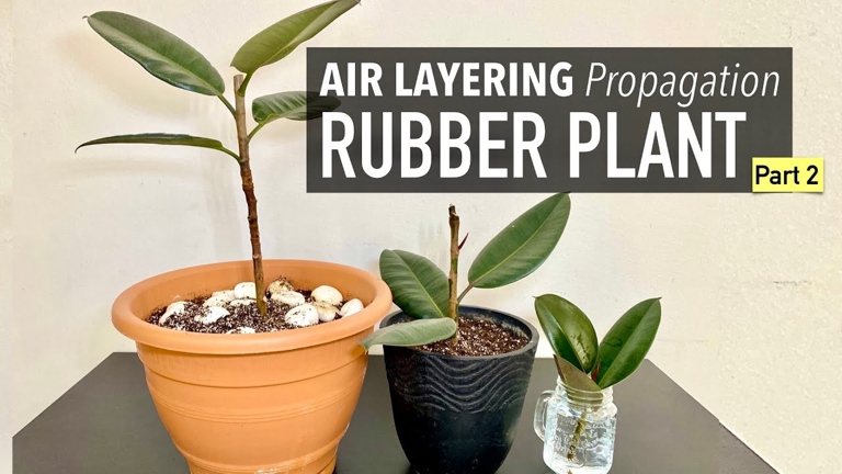 Air layering is a great way to propagate ficus elastica.