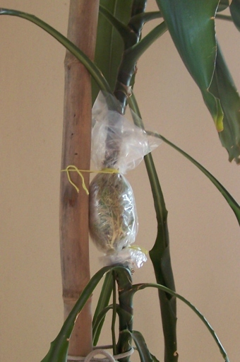 Air layering is a method of propagating a plant by encouraging new roots to form on a stem while the stem is still attached to the parent plant.