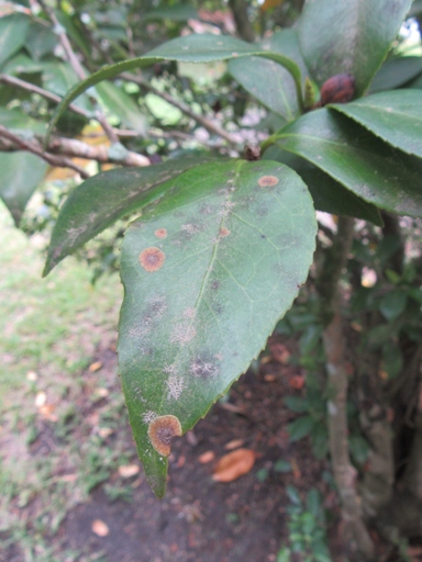 Algal leaf spot is a common problem for rubber plants, and is caused by a variety of different algae.