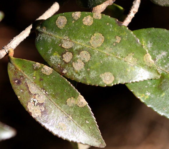 Algal leaf spot is a type of plant disease that is caused by a fungus.