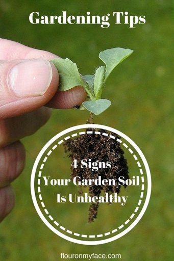 Alkaline soil is one of the most common problems that gardeners face.