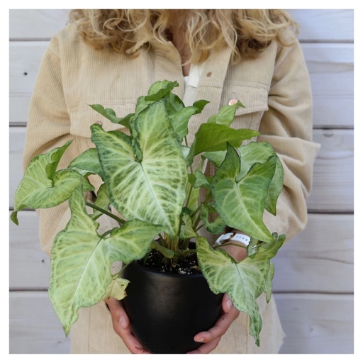 All parts of the Variegated Syngonium plant are toxic if ingested, and the sap can cause skin irritation.