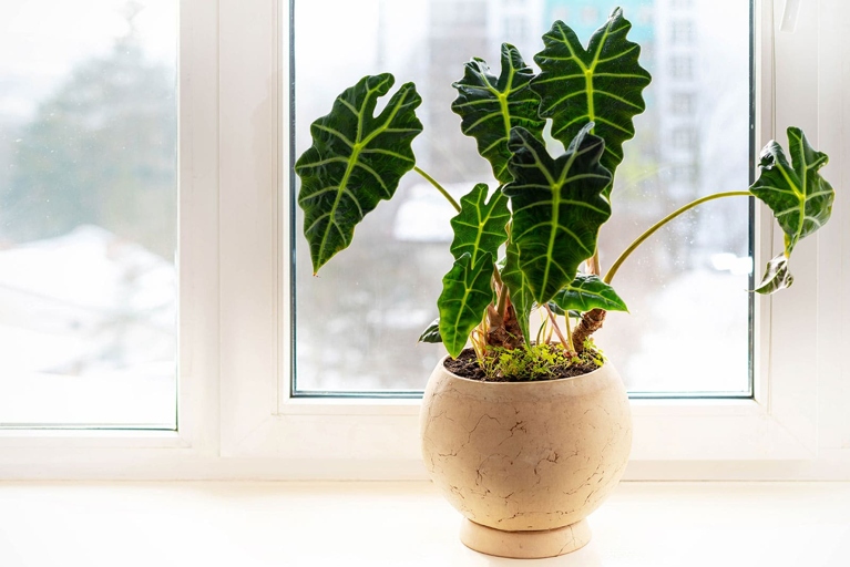 Alocasia amazonica and Alocasia polly are both tropical plants that require high humidity and warm temperatures to thrive.